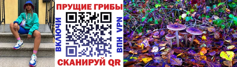 Купить закладки  Завитинск  Псилоцибиновые грибы прущие грибы 